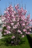mauriciuszi tulipánfa