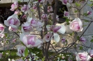 a tulipánfa közelről